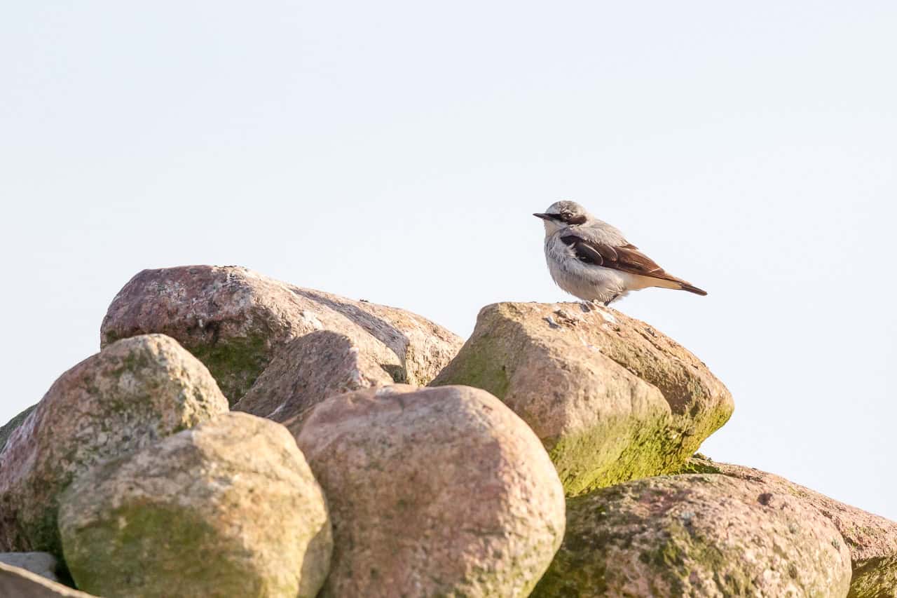Steinschmätzer | Foto Sven Kleinert