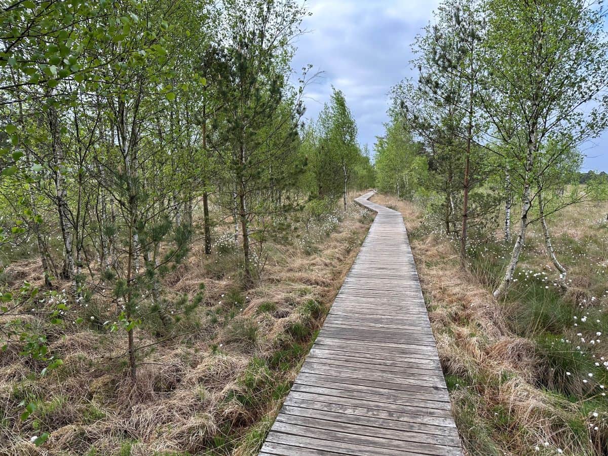 Ein Bohlensteg lädt zu einem Rundweg durch das Pietzmoor bei Schneverdingen ein.