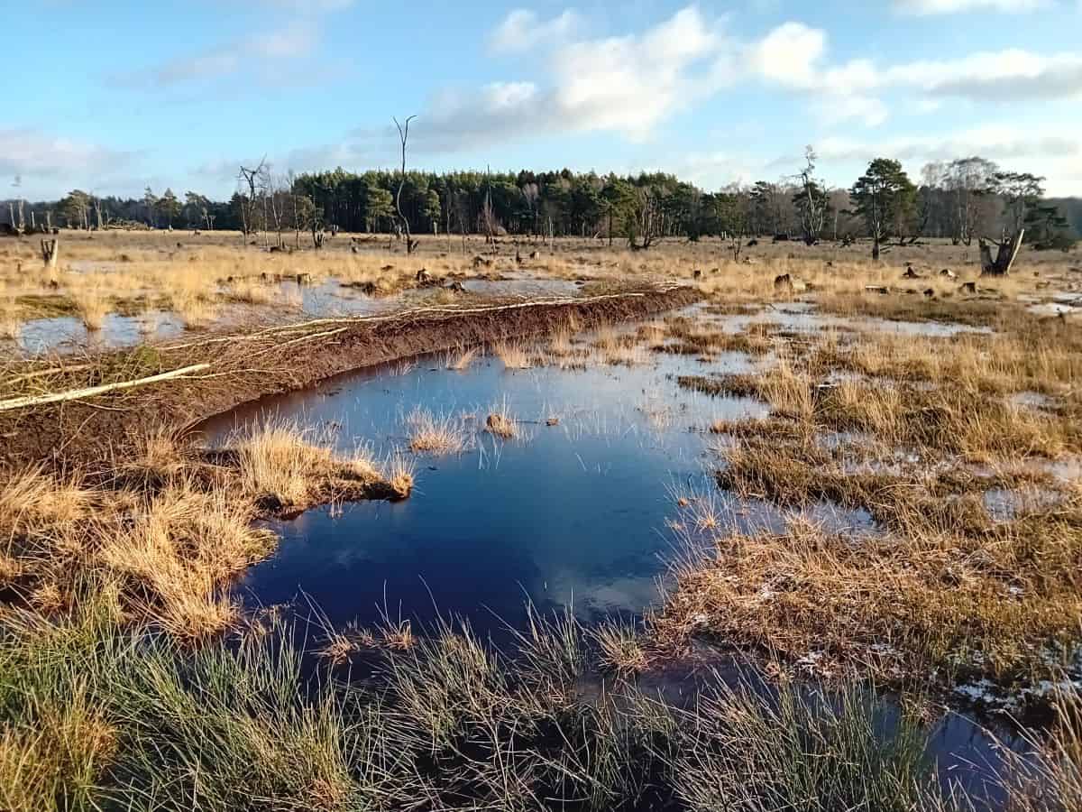 Neue Dämme im Pietzmoor zur Moorrenaturierung Foto VNP Stiftung
