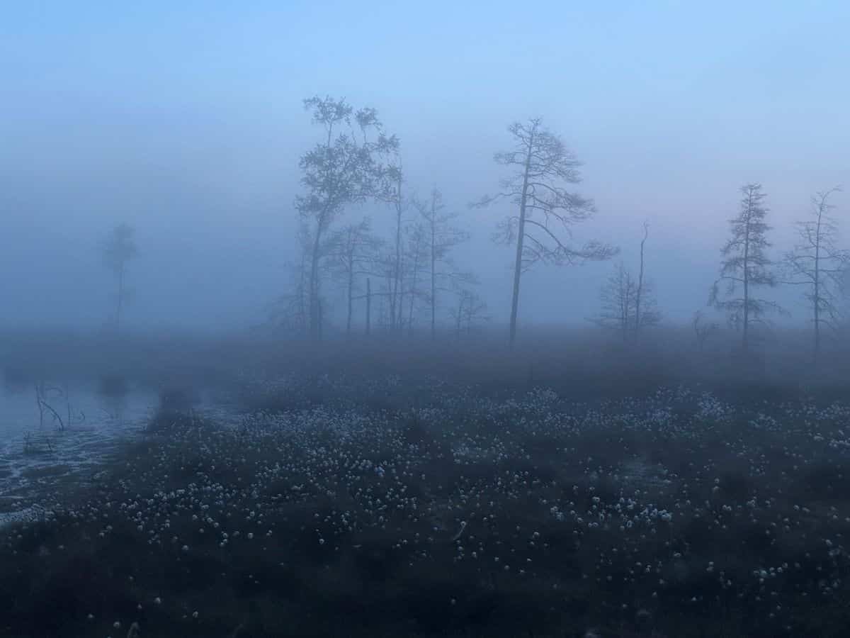 Mystische Stimmung mit Nebel im Pietzmoor
