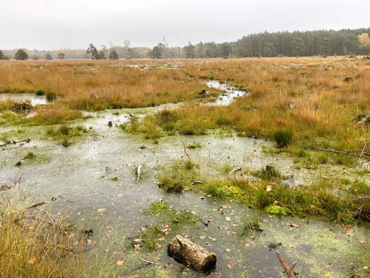 Im Pietzmoor | VNP Stiftung Naturschutzpark Lüneburger Heide