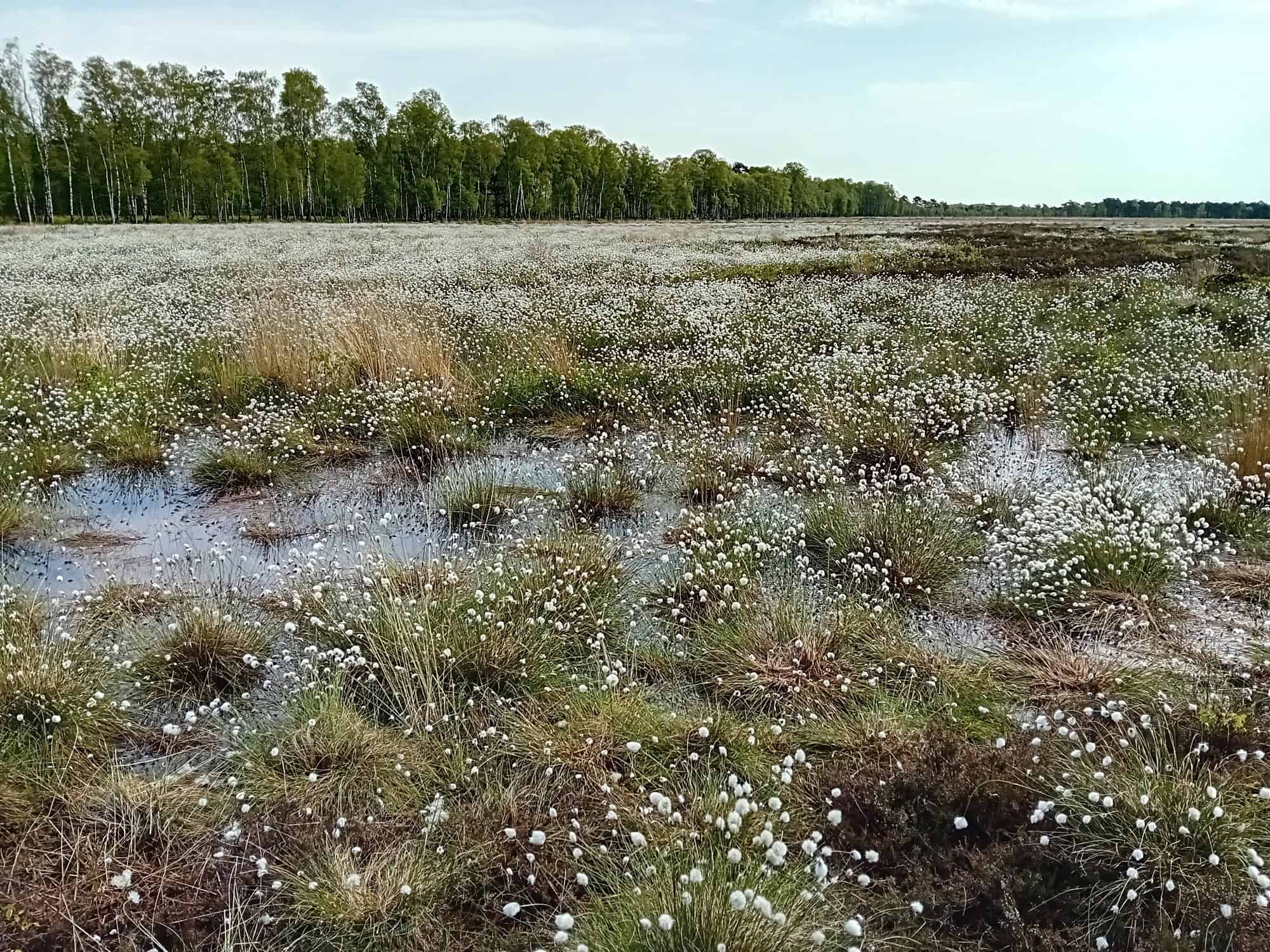 Steg im Pietzmoor | VNP Stiftung Naturschutzpark Lüneburger Heide