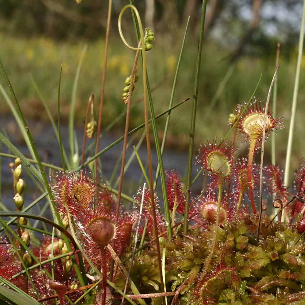undblaettriger-sonnentau-drosera-rotundifolia