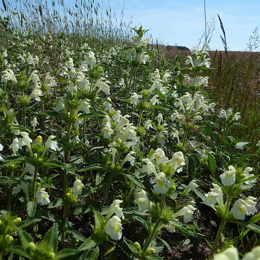 Saat-Hohlzahl Galeopsis segetum