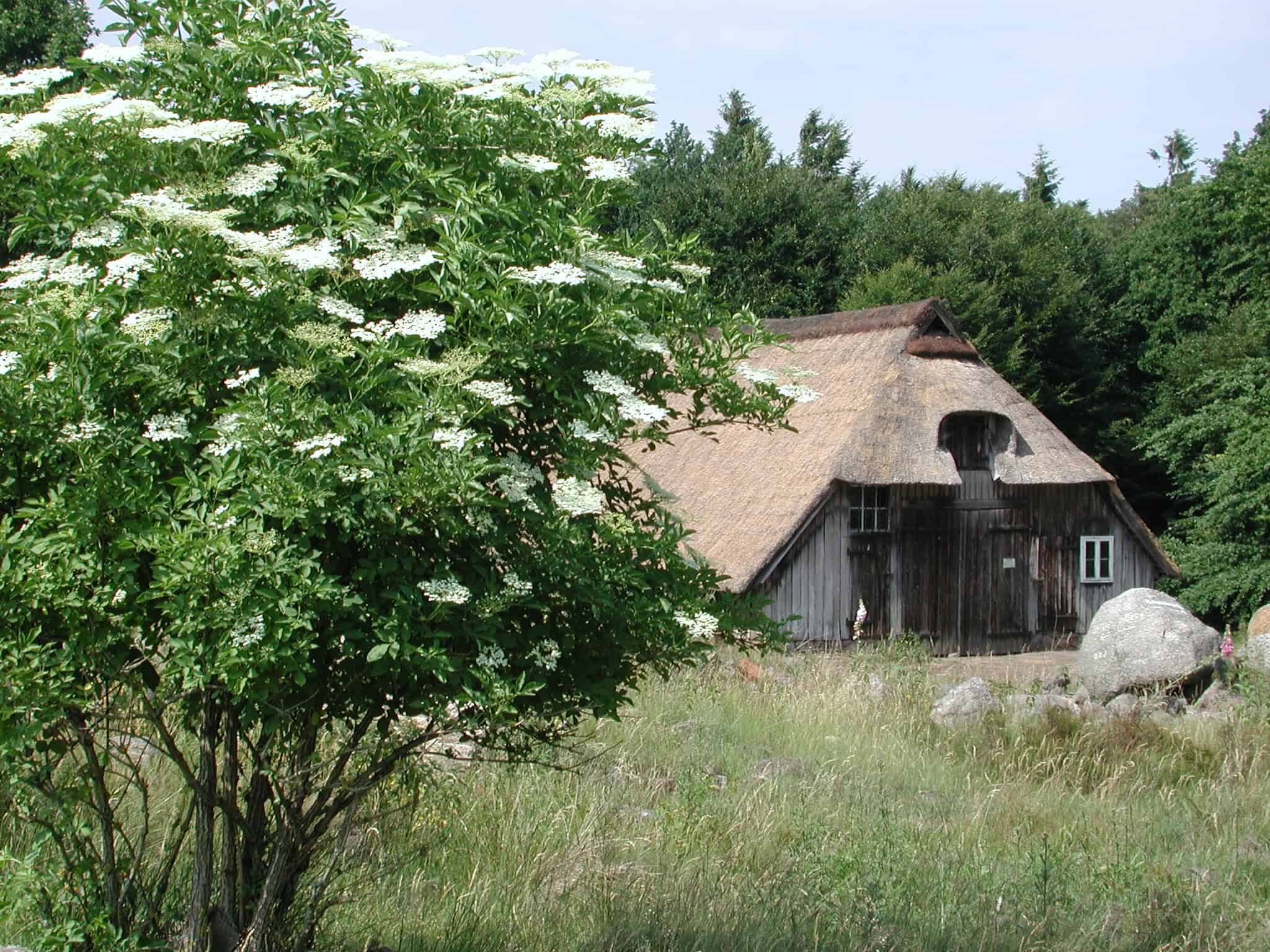 Schafstall-Hainkoepenstall VNP Stiftung Naturschutzpark Lüneburger Heide