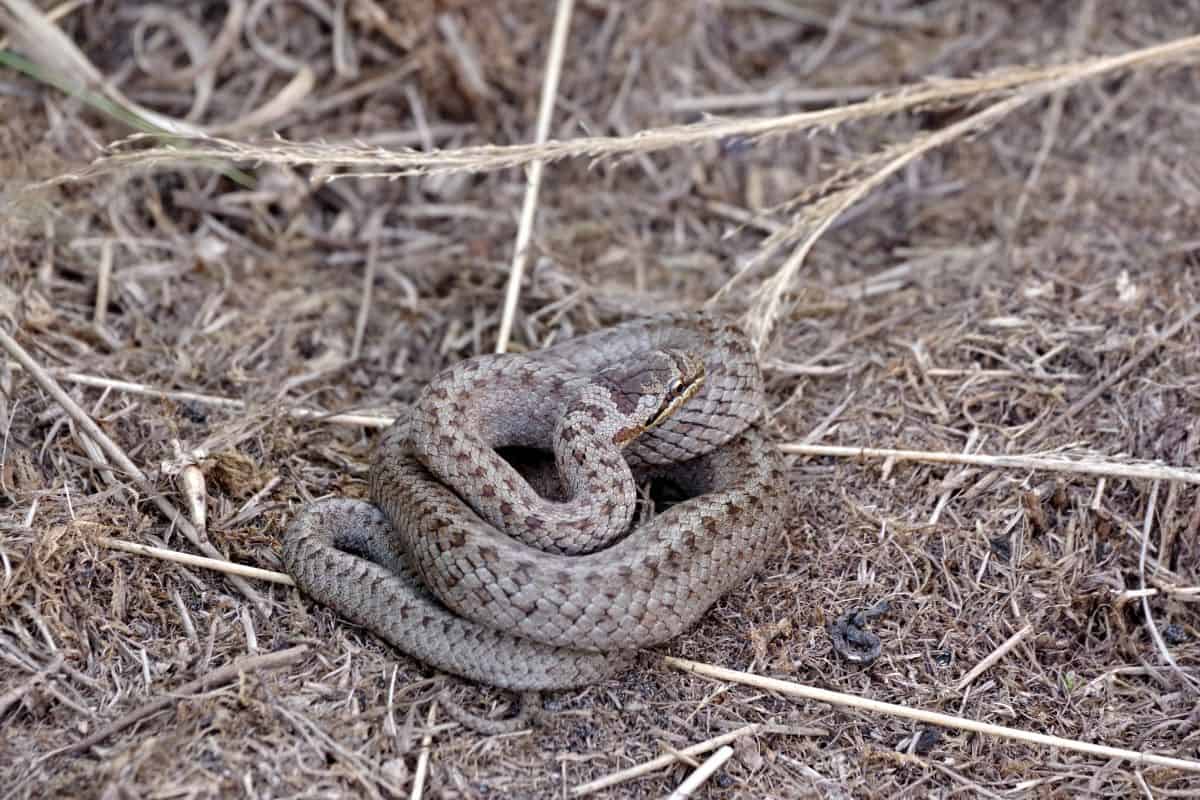 Schlingnatter | VNP-Stiftung-Naturschutzpark-Lueneburger-Heide