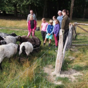 schulbauernhof-hillmershof-arbeit-mit-heidschnucken