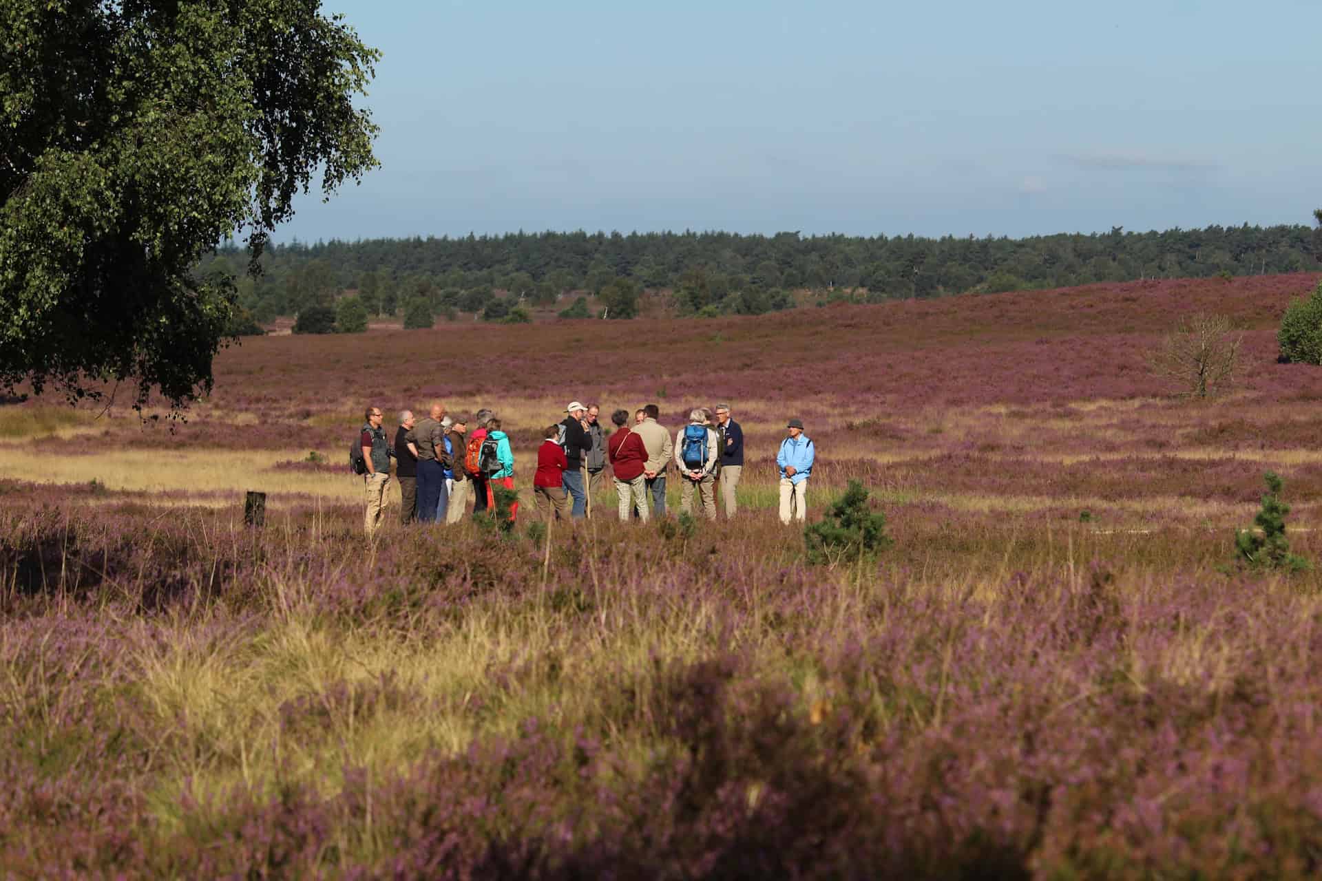 Steg im Pietzmoor | VNP Stiftung Naturschutzpark Lüneburger Heide