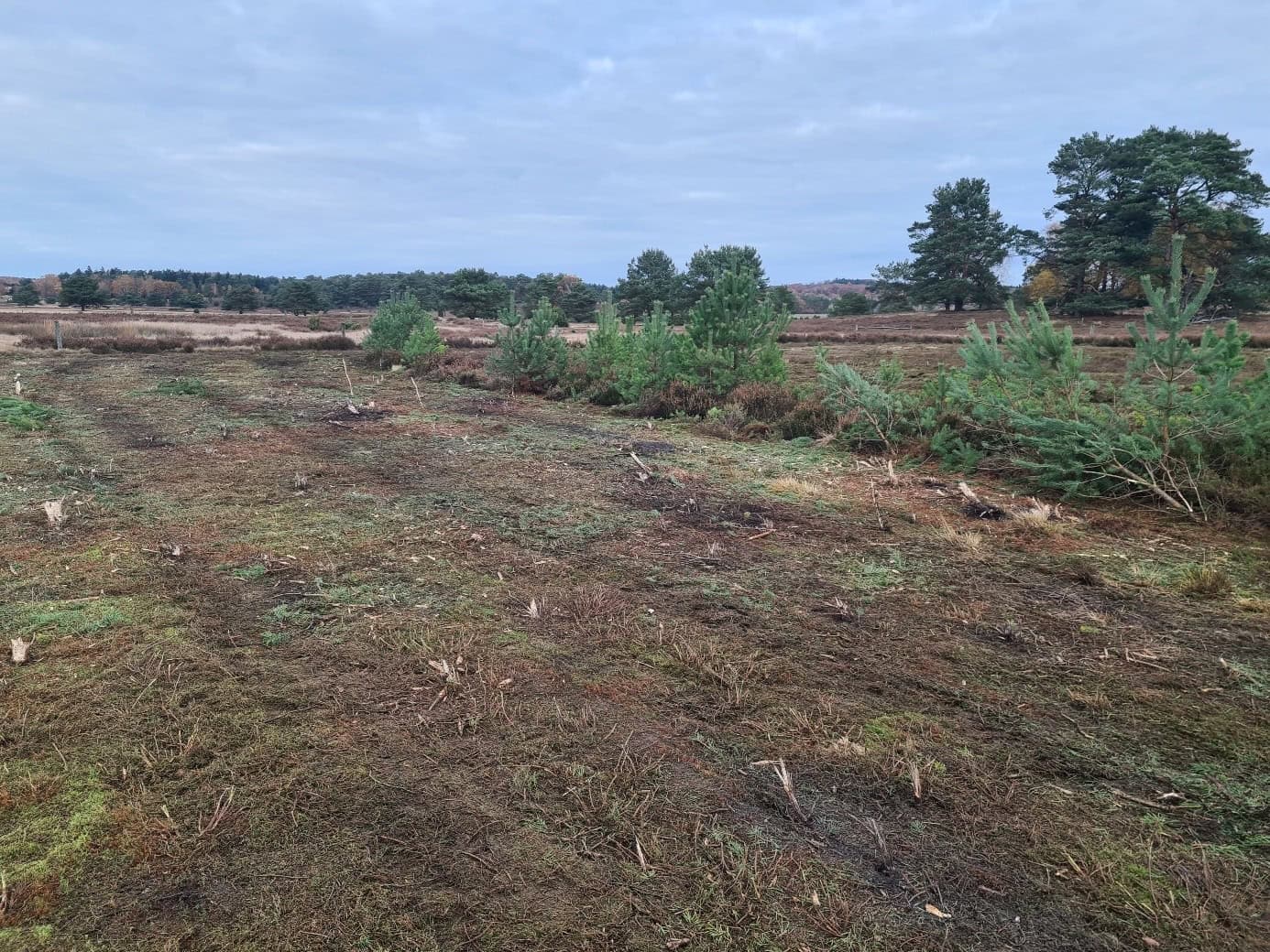 Heidefläche bearbeitet mit strukturanreichernder Mulchmahd (Heidepflege) im Naturschutzgebiet Lüneburger Heide