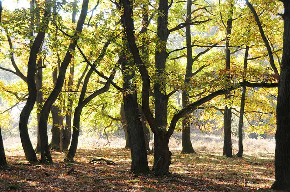 Stühbusch im Winter NSG Lüneburger Heide