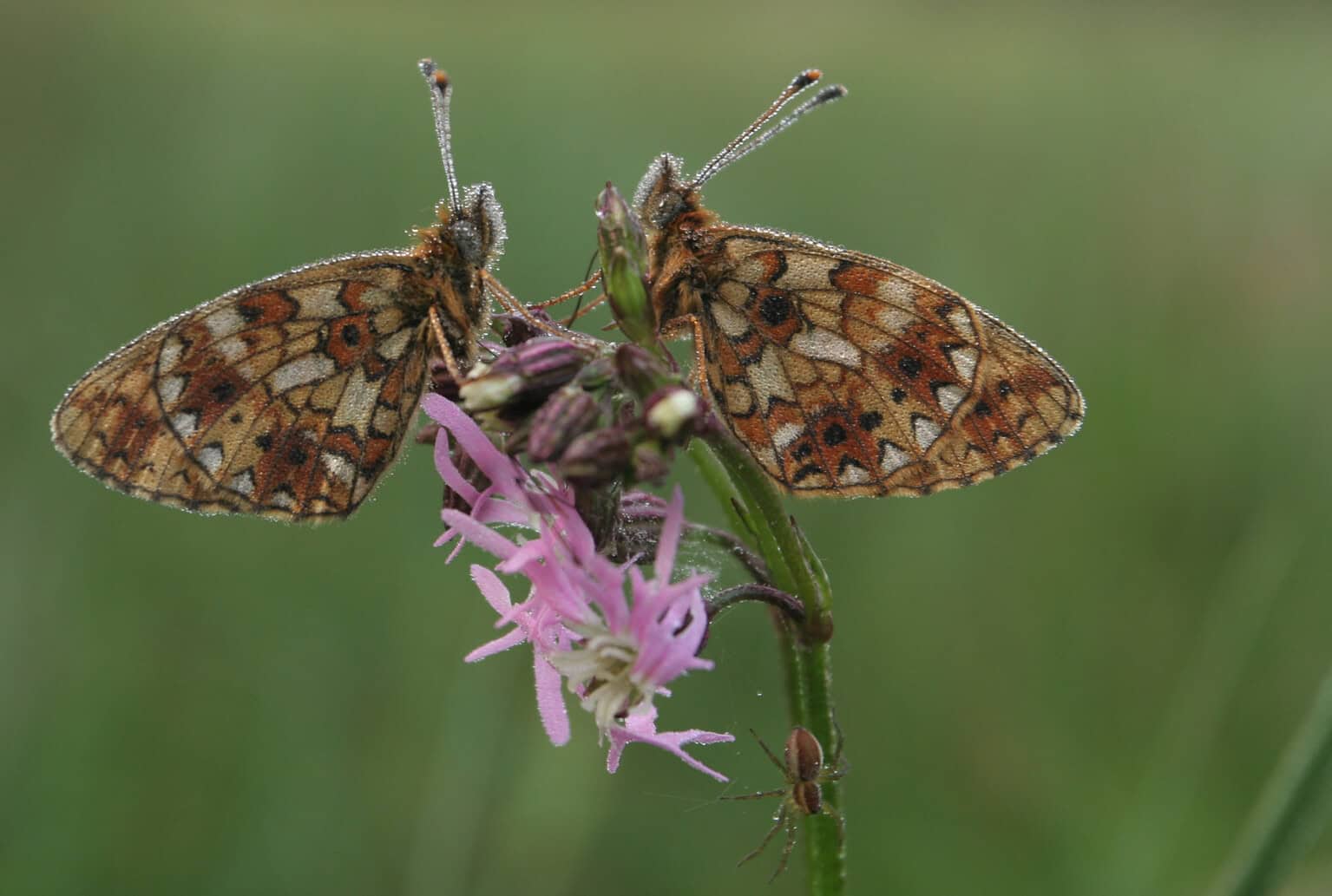 tagfalter-naturschutzgebiet-lueneburger-heide-vnp-stiftung-2 tagfalter-naturschutzgebiet-lueneburger-heide-vnp-stiftung-2