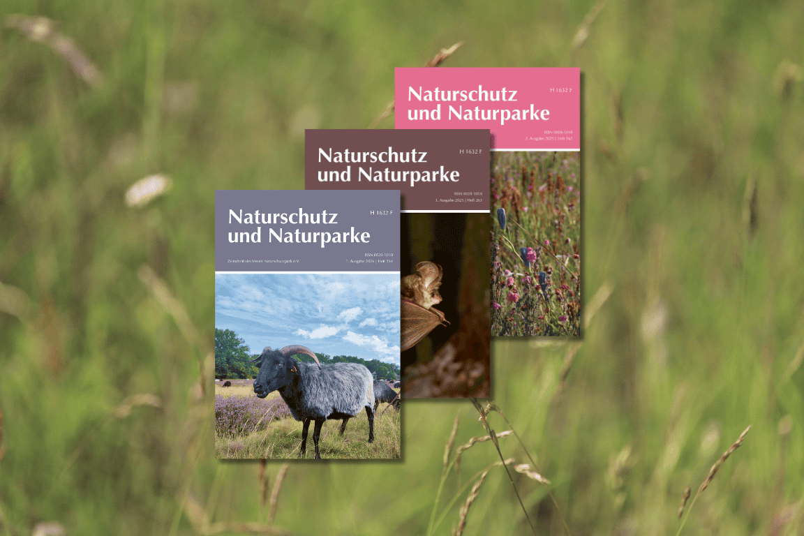 Landschaftspflegehof Hof Tütsberg: Dülmener Pferde und Wilseder Rote im Radenbachtal | Foto: VNP Stiftung Naturschutzpark Lüneburger Heide