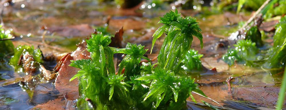 Torfmoos (Sphagnum) | VNP-Stiftung