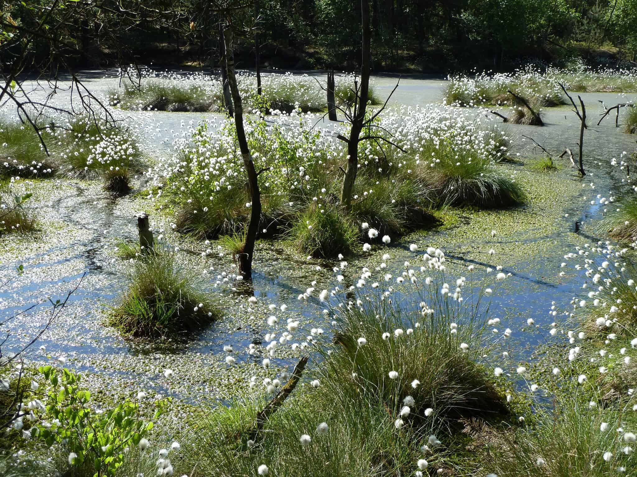 "Wollgrasblüte" im Torfstich im Pietzmoor bei Schneverdingen