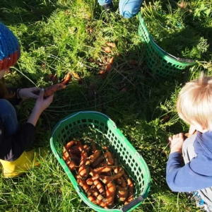 VNP Schulbauernhof: Ernte im Gem&uuml;segarten | VNP Kinderakademie