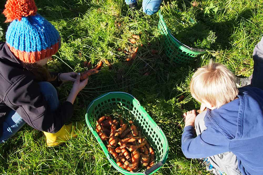VNP Schulbauernhof: Ernte im Gemüsegarten | VNP Kinderakademie