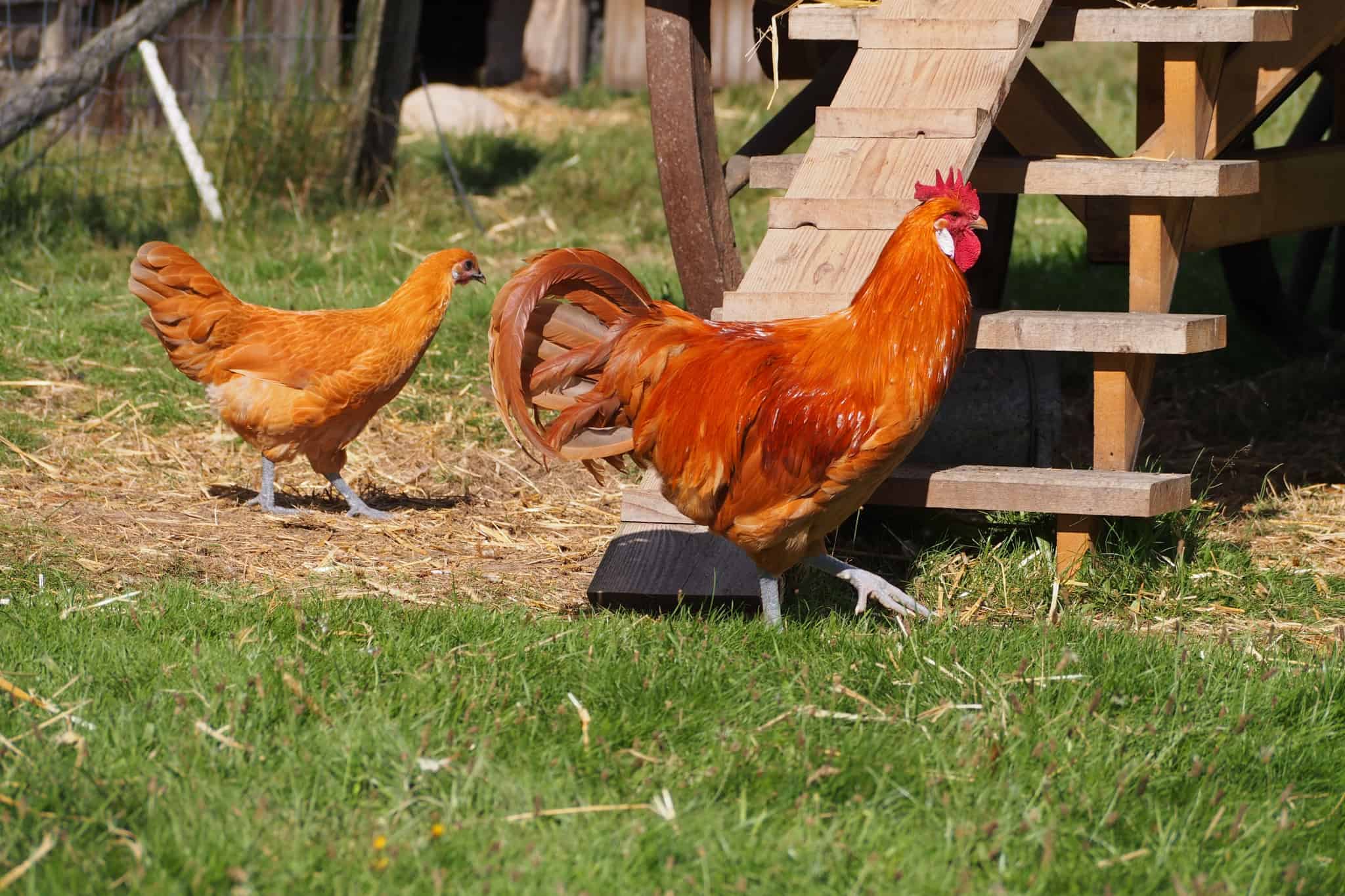 vnp-schulbauernhof-hoftiere-huehner-ramelsloher-blaubeine