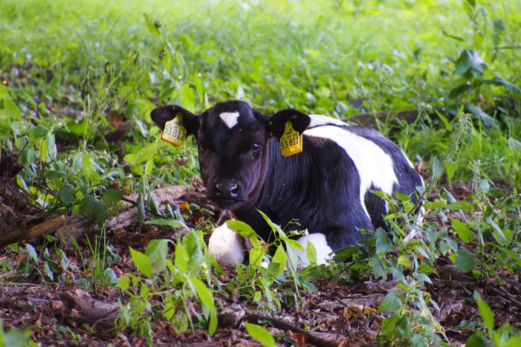 Tiere Schulbauernhof Wilsede Kalb