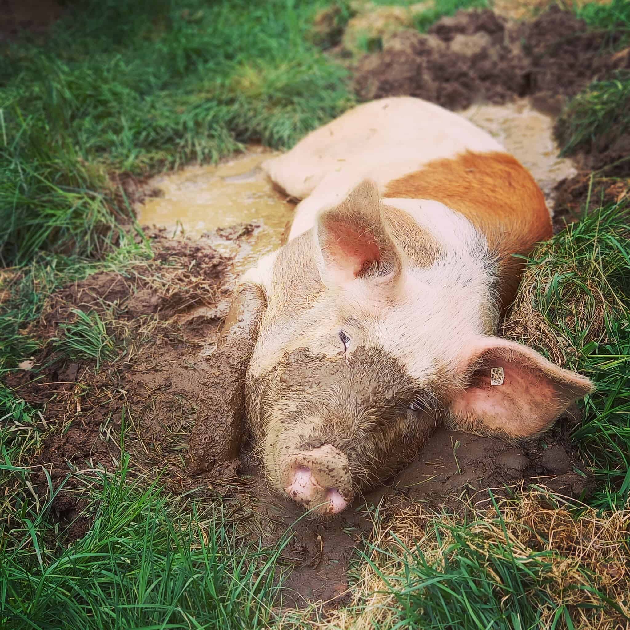 VNP Schulbauernhof Wilsede Schwein