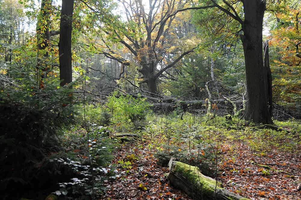 Waldökologie | VNP Stiftung