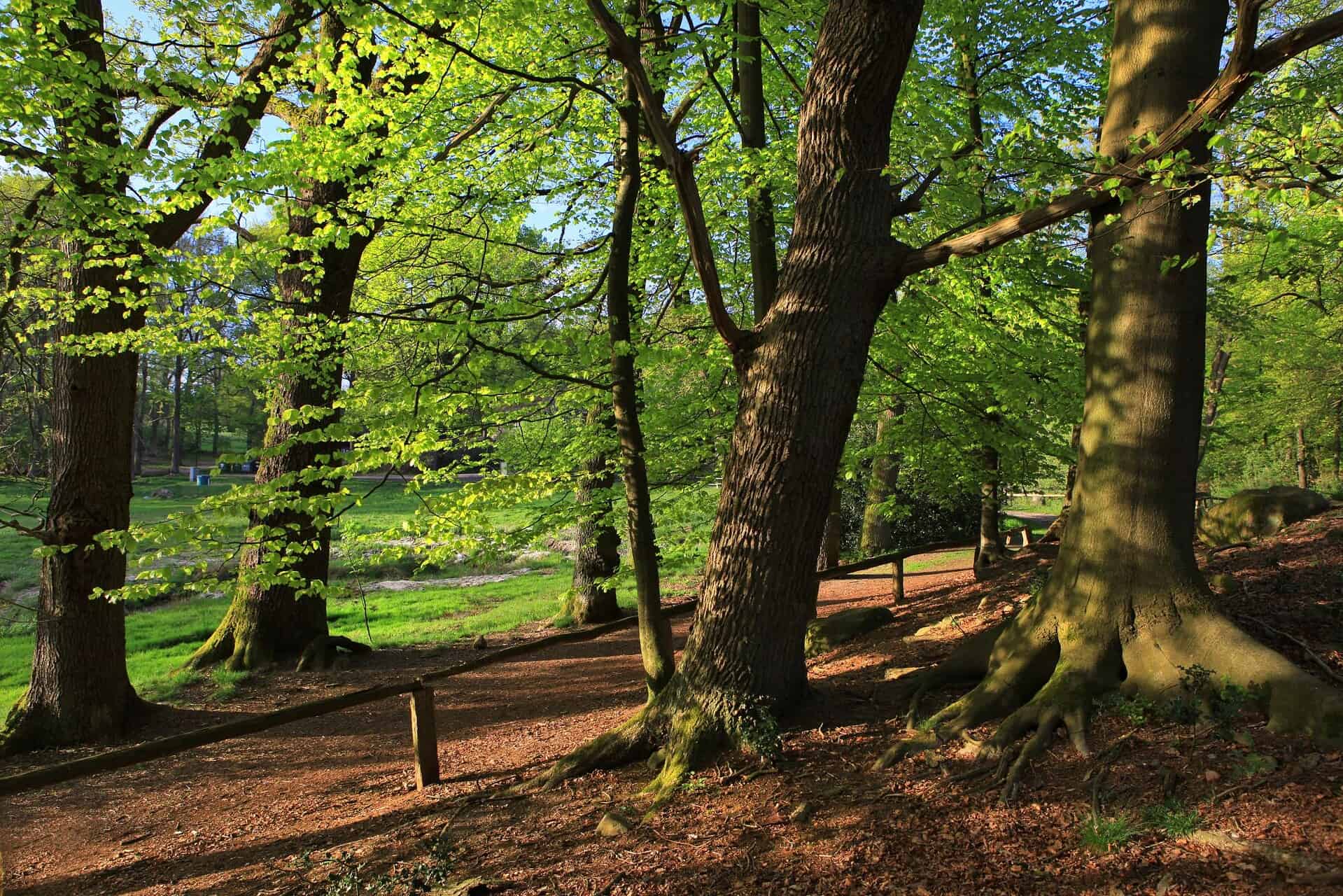 Stühbusch im NSG Lüneburger Heide
