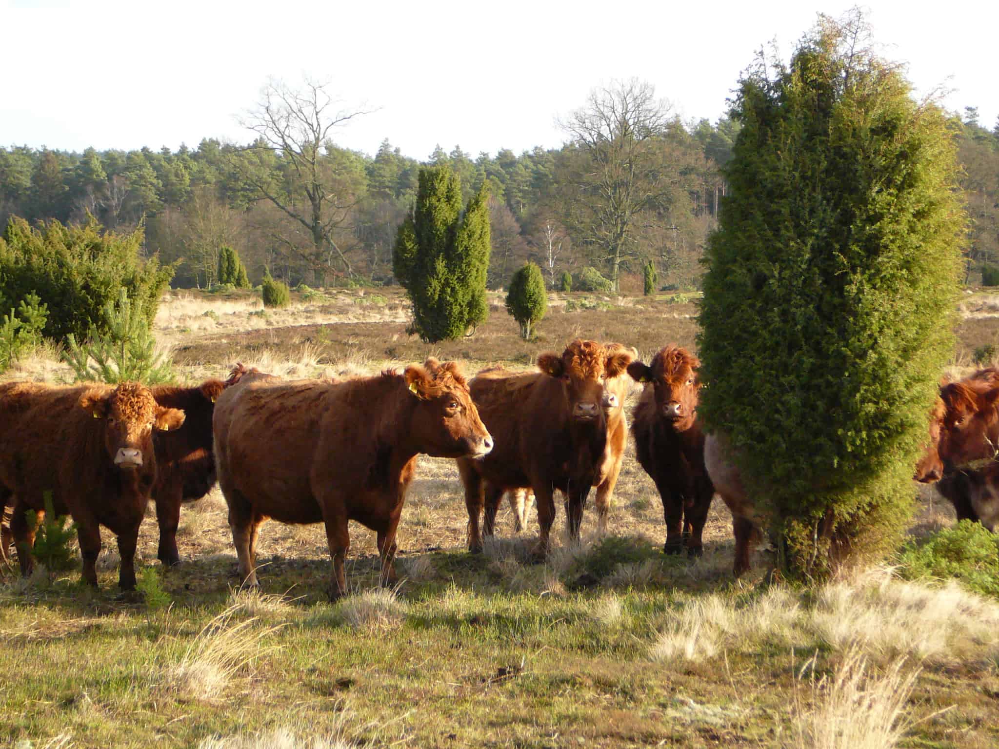 Wilseder Rote in der Heide | VNP Stiftung