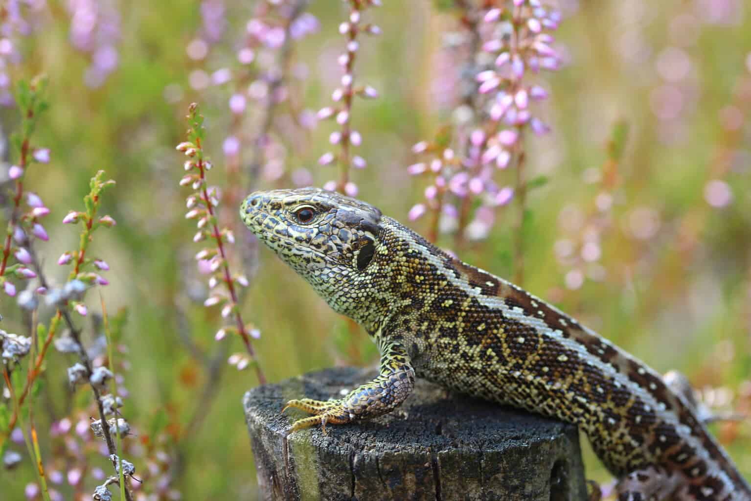 Zauneidechse-25-2048x1365 Zauneidechse (Lacerta agilis) (c) VNP Stiftung Naturschutzpark